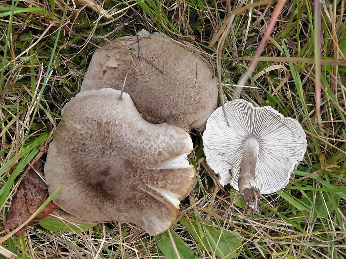 Tricholoma argyraceum scalpturatum Gilbender Erdritterling Mykorrhiza essbar Laubbaeume Tilia cordata Winterlinde Ritterlingskurs Feldmykologe PSV Ausbildung PIlzschule Schwaebischer Wald