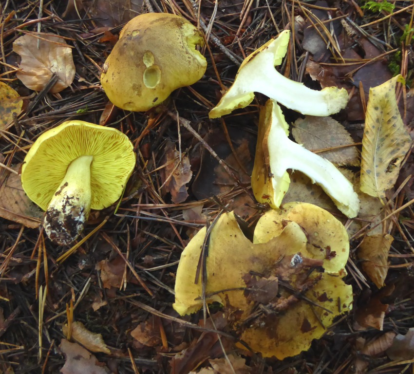 Tricholoma-equestre-Gruenling-Ritterling-Rhabdomyelyse-berfressen-giftig-Krnten