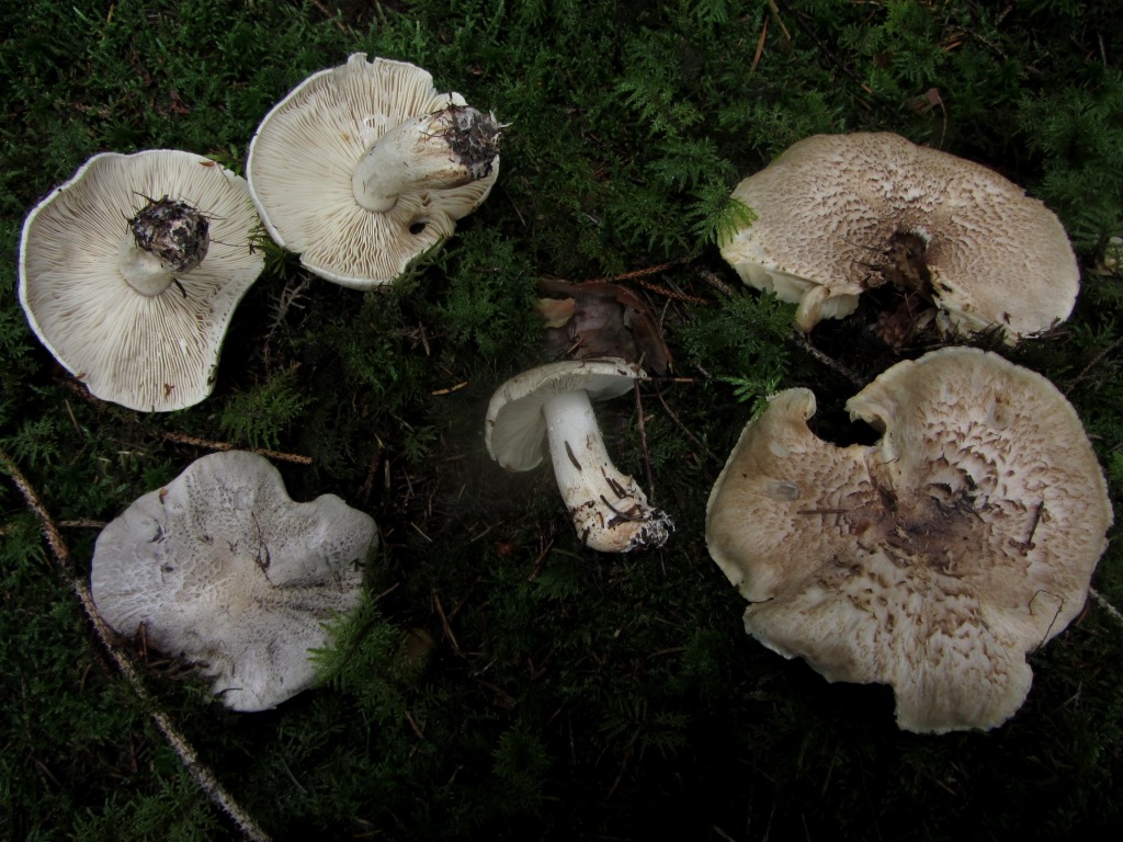 Tricholoma-pardalotum-filamentosum-lter-schuppig-Schwaebischer-Wald-Hinterwald