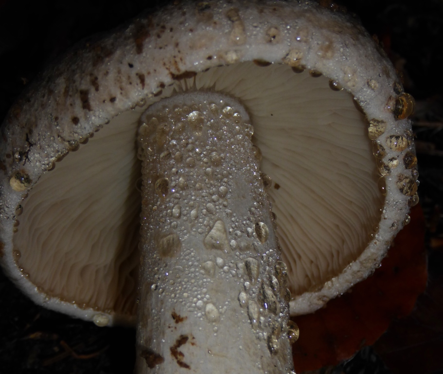 Tricholoma-pardalotum-tigrinum-Tigerritterling-Guttation-Krnten-Tropfen