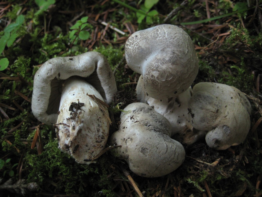 Tricholoma-pardalotum-tigrinum-filamentosum-jung-Tanau-Pilzschule-Schwaebisch-Gmuend