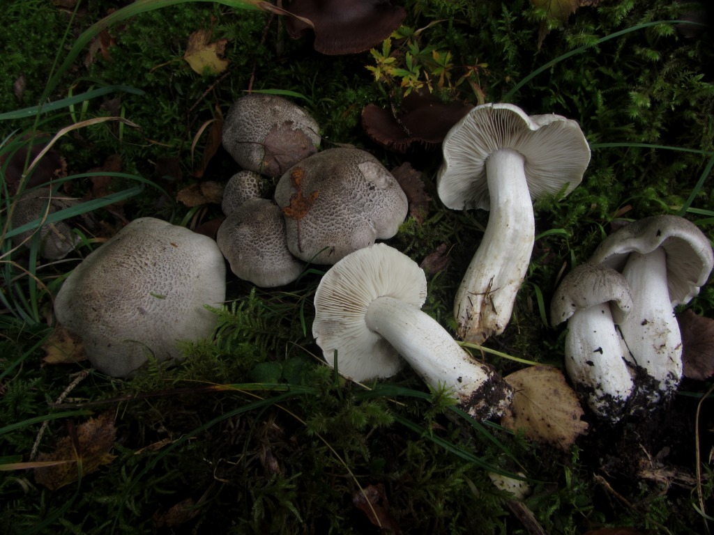 Tricholoma-pardalotum-tigrinum-schuppig-Rotenhar-gastrointestinales-Syndrom-giftig