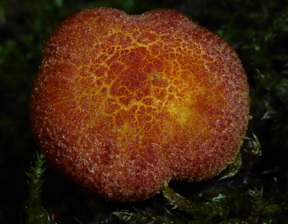 Tricholomopsis-flammula-Hut-Oberseite-Zwerg-Holzritterling-Schwäbisch-Gmünd-Költ