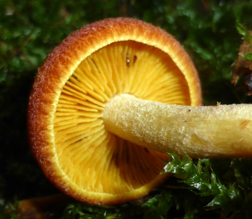 Tricholomopsis-flammula-Unterseite-Lamellen-Zwerg-Holzritterling-Schwäbisch-Gmünd-Költ