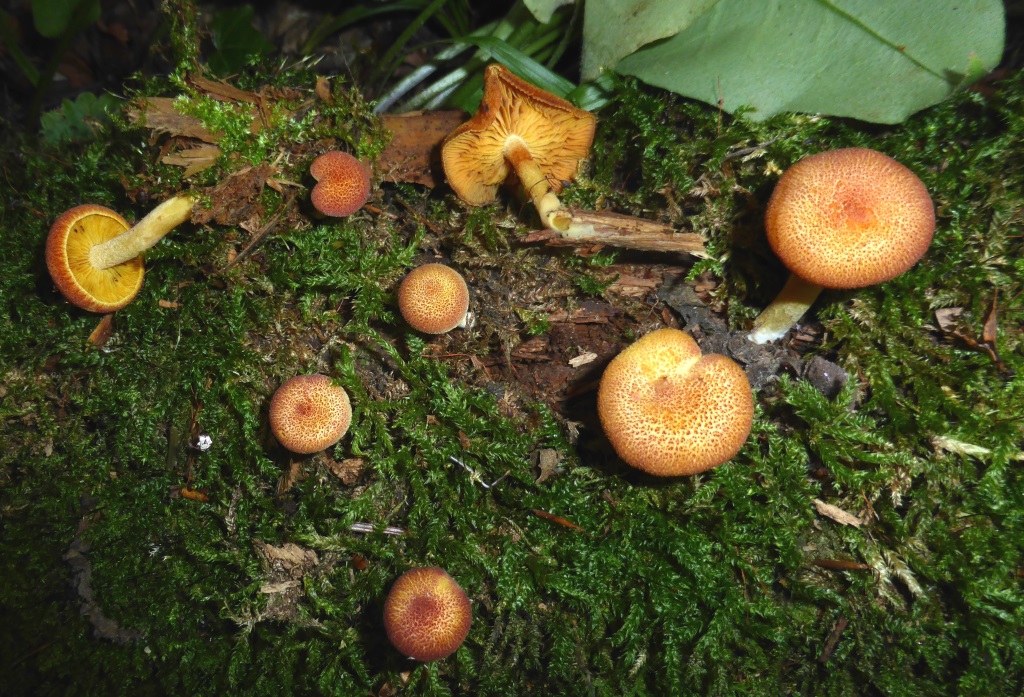 Tricholomopsis-flammula-Zwerg-Holzritterling-Schwäbisch-Gmünd-Költ