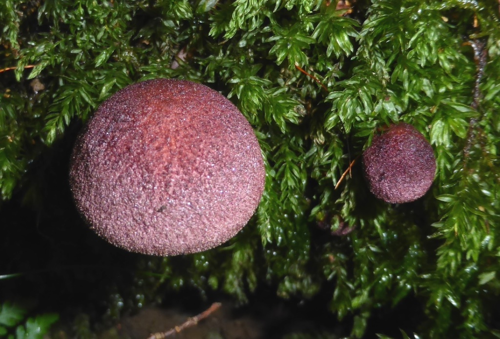 Tricholomopsis-rutilans-Rötlicher-Holzritterling-Eifel-Nadelholz