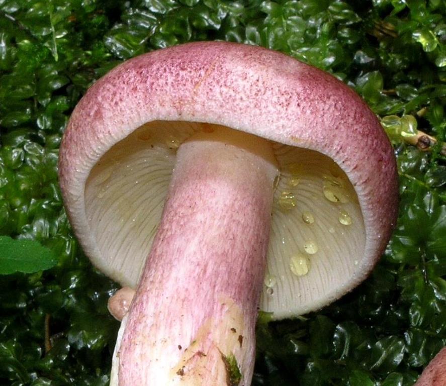 Tricholomopsis-rutilans-Theiß-Rötlicher-Holzritterling-Eifel-Nadelholz