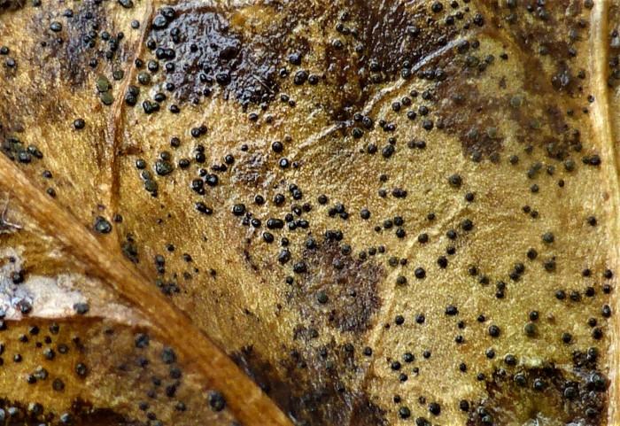 Trochila craterium Efeu Deckelbecherchen Cenangiaceae Helotiales Hedera helix Laub Mikroskopierkurs Parapyhsen Vakuolenkoerper Sporen Oeltropfen Schlaeuche Pilzkurse Krieglsteiner Pilzschule