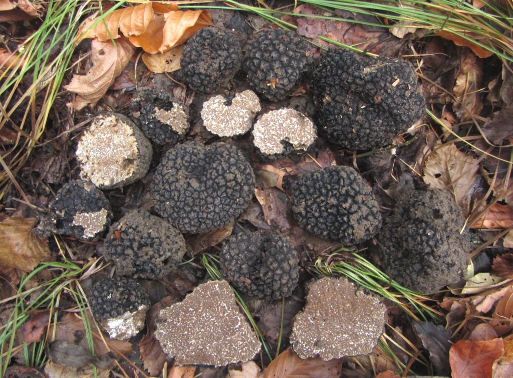 Tuber-aestivum-Bargau-Schwäbische-Alb-Buche