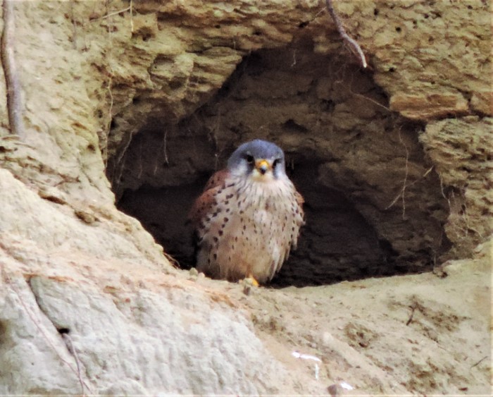 Turmfalke Falco tinnunculus kestrel Oesterreich Burgenland BirdWatching PilzCoach Falconiformes Greifvogel Maeusejagd Katharina Krieglsteiner Pilzexpertin Naturschutz