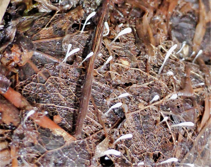 Typhula setipes Haarfeinstieliges Fadenkeulchen Typhulaceae Agaricales Saprobiont Laubstreu Populus tremula Syringa vulgaris Spraitbach Nationalpari Eifel Feldmykologie mikroskopisch Mikjroskopierkurs