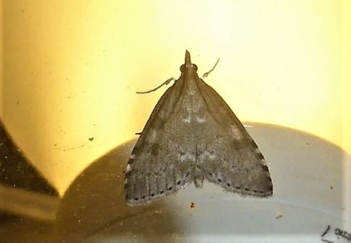 Udea prunalis Schlehenznsler Pyralidae Lepidoptera Kleinschmetterlinge Lichtfang am spten Abend nafoku Spraitbach Artenvielfalt Aussenlampe Biodiversitt Krieglsteiner