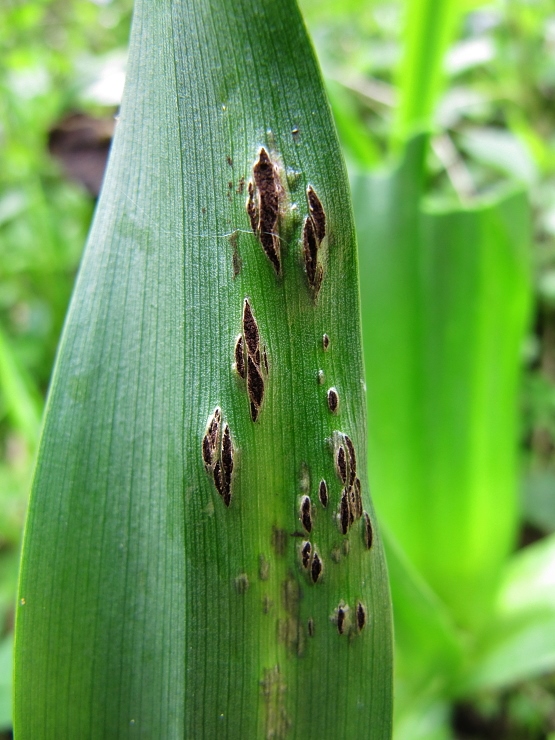 Urocystis colchici Brandpilz Herbstzeitlose Bargauer Horn Schwaebische Alb Baden Wuerttemberg 555x740