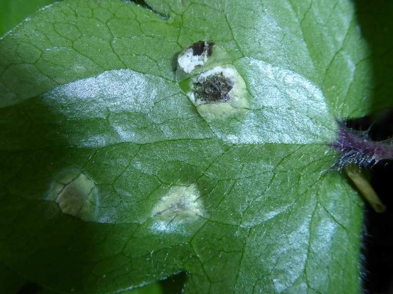 Urocystis syncocca Detail Heubach Schwaebische Alb Baden Wuerttemberg Brandpilz Blaetter Leberbluemchen Hepatica nobilis 800x600