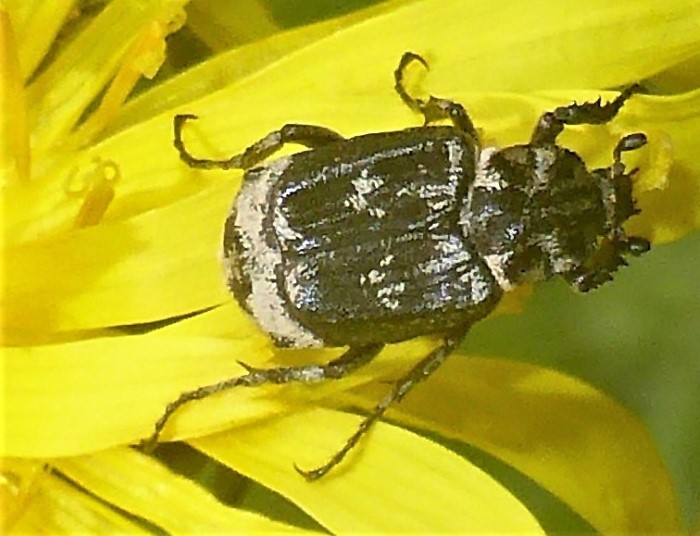 Valgus hemipterus Stolperkaefer Scarabaeidae Blatthornkaefer Spraitbach Krieglsteiner Naturgarten Pilzschule Schwaebischer Wald nafoku Insektenwelt