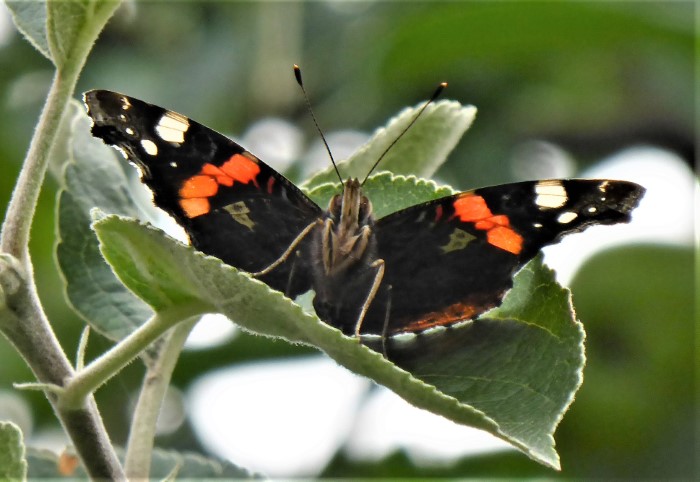 Vanessa atalanta Admiral Tagfalter Edelfalter Nymphalidae Durlangen Garten Nektarsuche Artenvielfalt ohne Gift ohne Pestizide ohne Duenger Biodiversitaet Naturgarten Insektarium Pilzschule