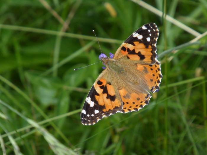 Vanessa cardui Distelfalter Nymphalidae Edelfalter Tagfalter Hintersteinenberg Lepidoptera Insektenwelt Wanderfalter Alpen Sdeuropa Pilzkunde Pilzschule Schwbischer Wald Krieglsteiner