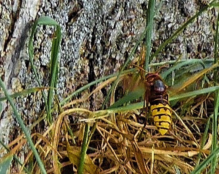 Vespa crabro Hornisse Echte Wespen Vespidae Faltenwespen Spraitbach Artenvielfalt Naturgarten Insektarium Pilzschule Schwaebischer Wald ungefaehrlich Stiche Krieglsteiner