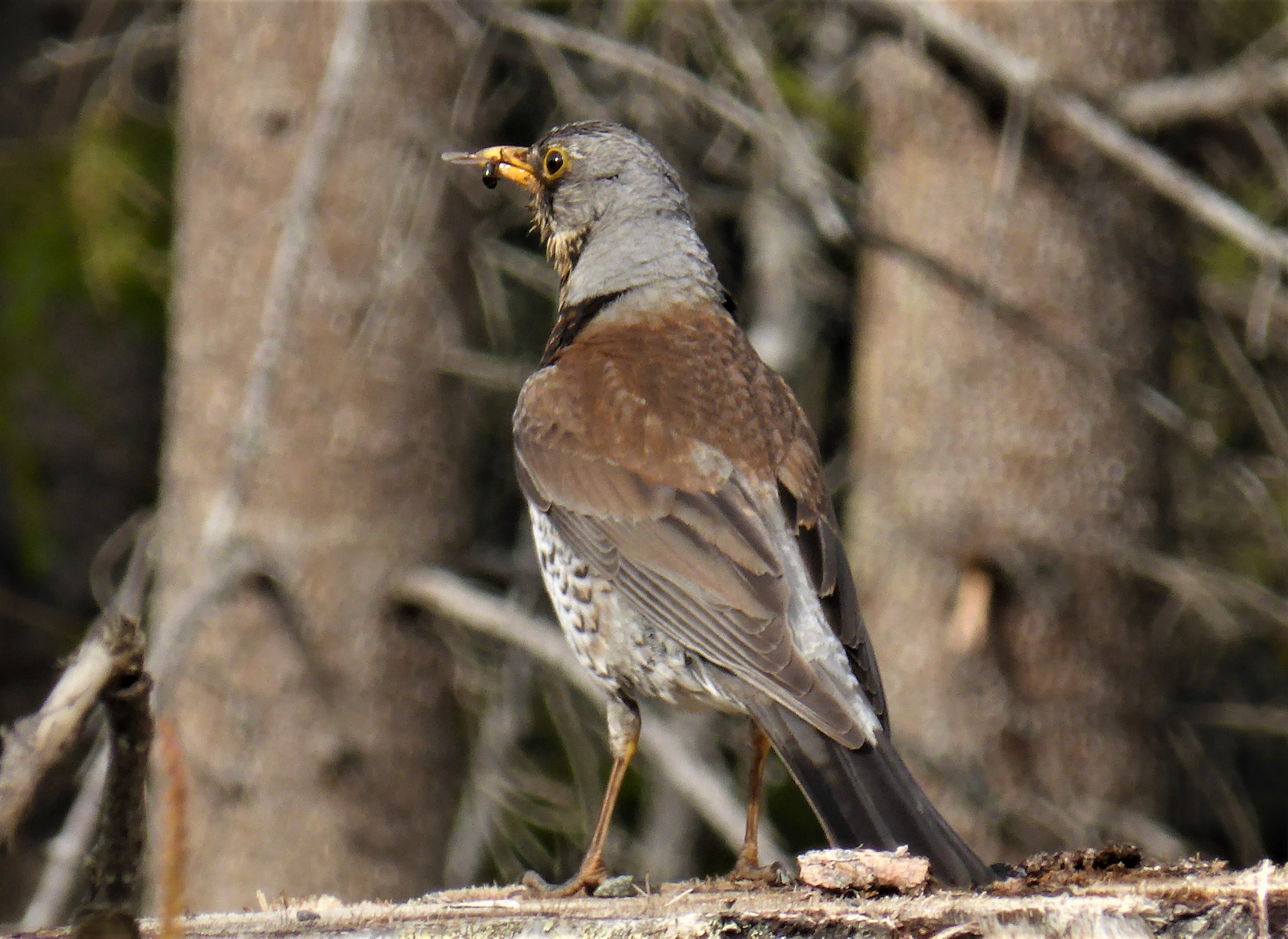 Wacholderdrossel Krammetsvogel Turdus pilaris Drosseln Turdidae Singvogel Sperlingsvoegel Koernerfresser Felder BirdWatching Katharina Krieglsteiner Pilzexpertin Schweden Schutzgebiet Hlingsfjllet 1