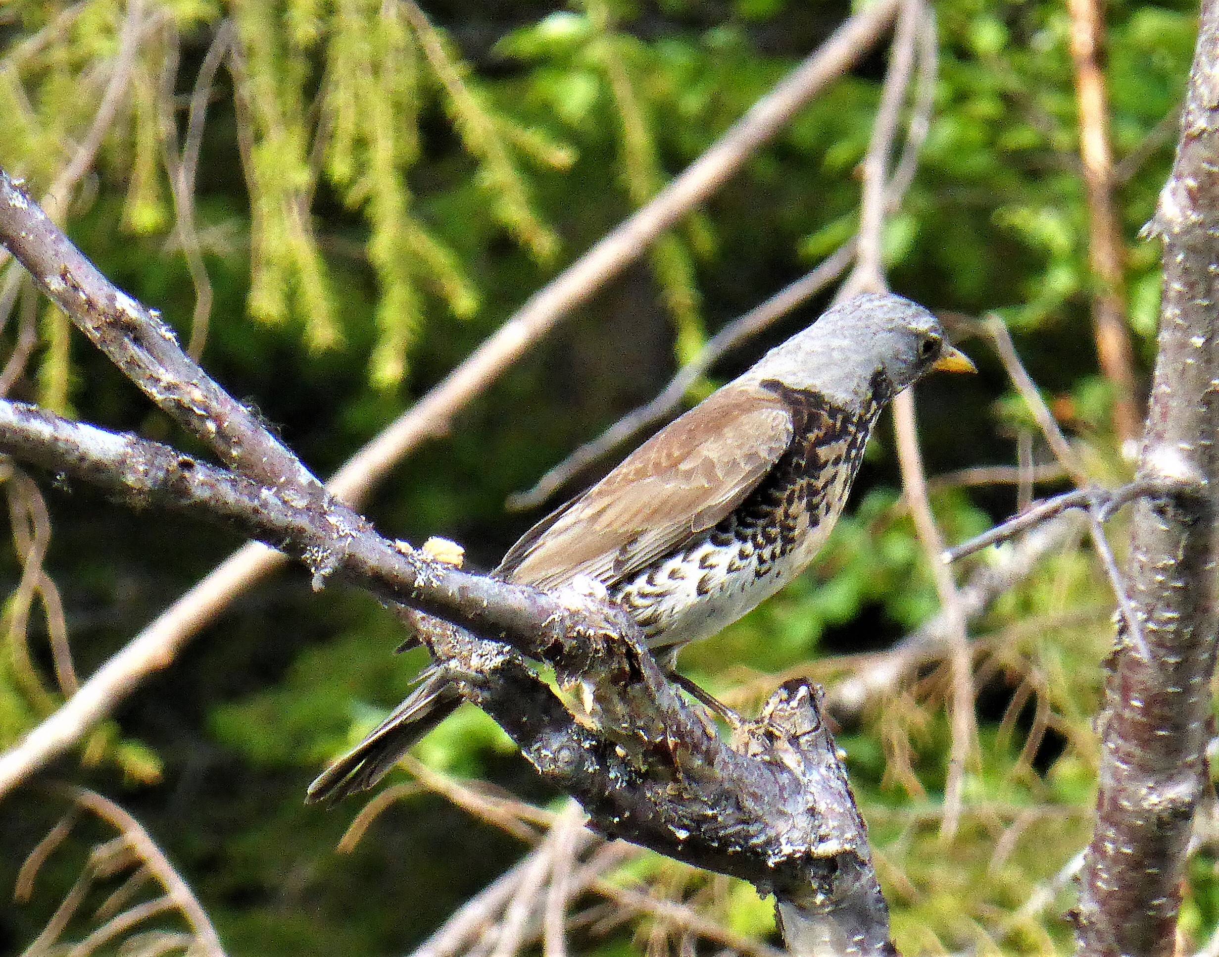 Wacholderdrossel Krammetsvogel Turdus pilaris Drosseln Turdidae Singvogel Sperlingsvoegel Koernerfresser Felder BirdWatching Katharina Krieglsteiner Pilzexpertin Schweden Schutzgebiet Hlingsfjllet 2