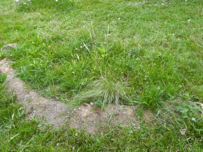 Wiesenbeet 1 Aufrechte Trespe Bromus erectus Naturgarten Umwandlung Magerwiese naehrstoffarm Austrag PIlzschule Schwaebischer Wald Spraitbach krieglsteiner