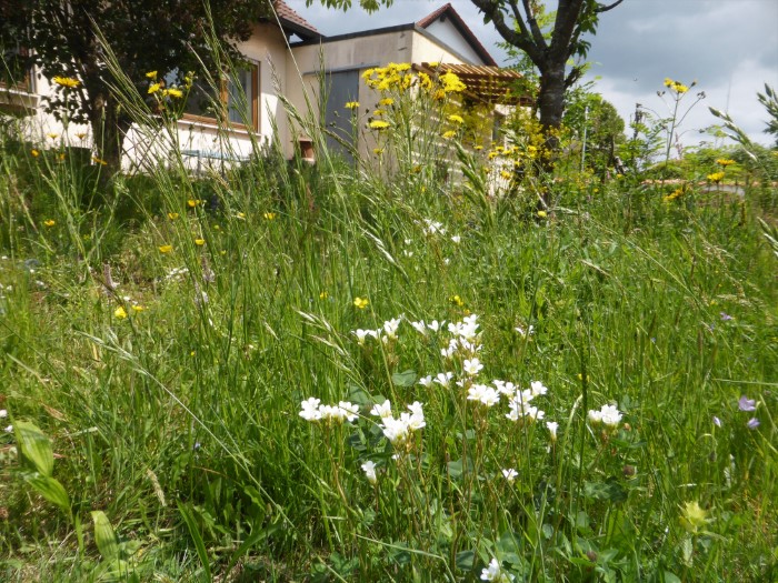 Wiesenbeet 10 Koerniger Steinbrech Saxifraga garnulata Wiesenpippau Crepis biennis Naturgarten ohne Duengung Pestizide Lebensraum Insekten Kleintiere