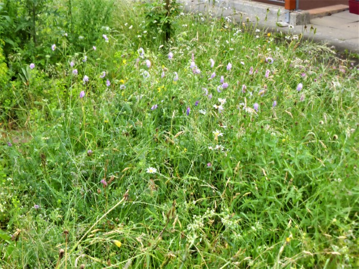 Wiesenbeet 11 Acker Witwenblume Knautia arvensis vor Mahd Sommeraspekt Wildkraeuter Lebensraum Kleintiere Artenvielfalt Insektarium Spraitbach Krieglsteiner Pilzschule