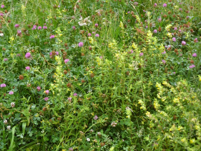 Wiesenbeet 12 Zottiger Klappertopf Rhinanthus alectorolophus Roter Wiesenklee Trifolium pratense Artenvielfalt Krieglsteiner PIlzschule Schwaebischer Wald Pflanzenbestimmungskurs