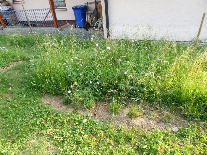 Wiesenbeet 2 Acker Witwenblume Knautia arvensis Naehrstoffaustrag keine Duengung Biomasse Naturgarten Insektarium Krieglsteiner PIlzkurse PIlzseminare Wildkraeuterkurs Spraitbach