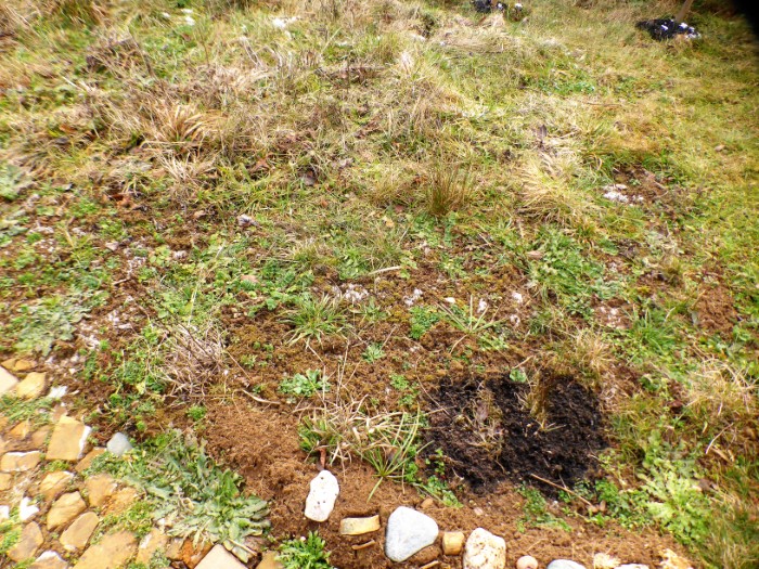 Wiesenbeet 4 Winterzustand PIlzschule Schwaebischer Wald Umweltvertraeglichkeits Gutachten Krieglsteiner PIlzkurse Wildkraeuterkurs Pflanzenbestimmung Spraitbach