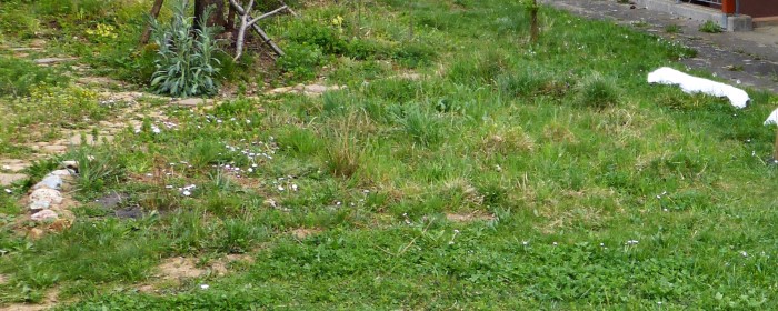 Wiesenbeet 5 PIlzschule Schwaebischer Wald Umweltvertraeglichkeits Gutachten Krieglsteiner PIlzkurse Wildkraeuterkurs Pflanzenbestimmung Spraitbach PIlzexpertin Katharina