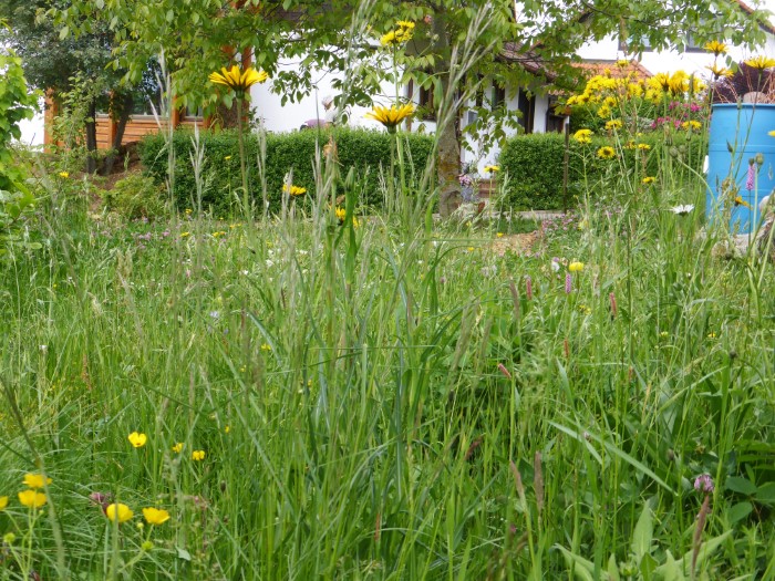 Wiesenbeet 7 Wiesen Bocklsbart Tragopogon pratensis Wiesenpippau Grundfeste Crepis biennis zweijaehrig einjaehrig ausdauernd Magerwiese Duengung Naehrstoffaustrag Krieglsteiner Spraitbach