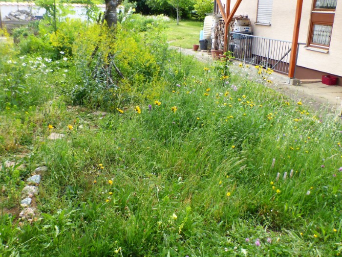 Wiesenbeet 8 Morchelbeet Faerberwaid Isatis tinctoria PIlzCoach PSV Ausbildung Feldmykologe Krieglsteiner Spraitbach Naturgarten Morchelkurs Wildkraeuterkurs