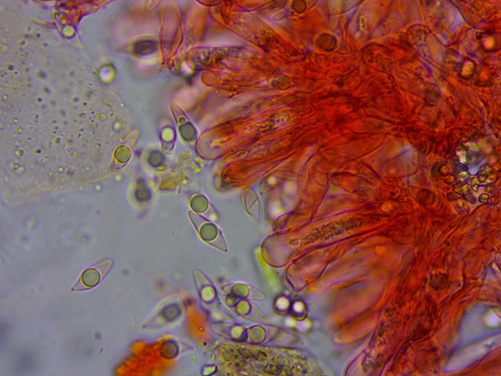 Woldmaria filicina Mikroskopie 1 Sporen tot Kongorot Ammoniak Tropfen spindelig Durlangen Baden Wuerttemberg