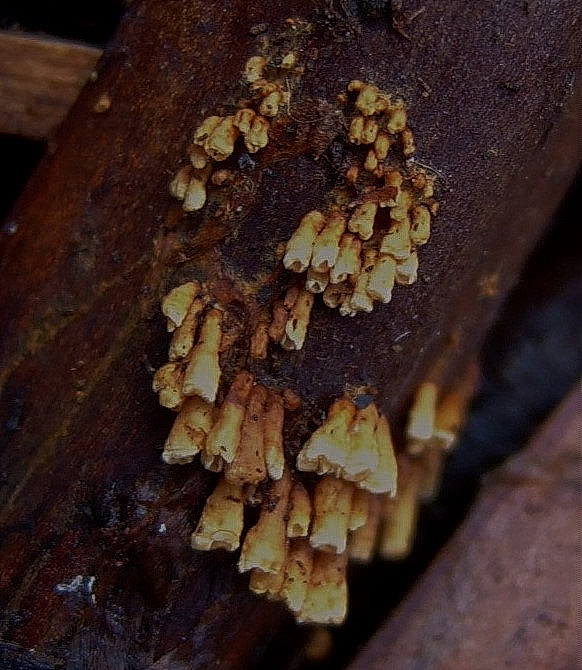 Woldmaria filicina crocea Geselliges Ockerroehrchen Straufarn Matteucia Bayern Regensburg Bayerischer Wald Wiesent Krieglsteiner