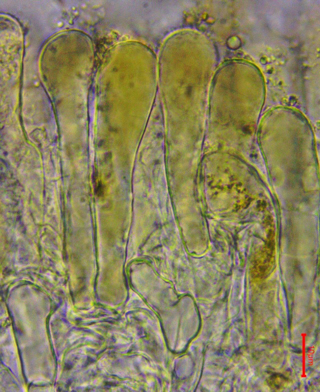 Wynnella silvicola 11 Helvella atrofusca Otidea auricula Lederiger Oehrling Ohrfoermige Lorchel Slowakei Muranska planina Valkovna naehrstoffarm artenreich