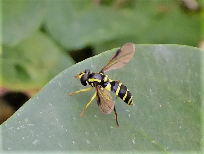 Xanthogramma pedissequuum Schwebfliege Gelbrand Spaete Spraitbach Artenvielfalt Syrphidae Zweifluegler Insektenwelt Naturgarten