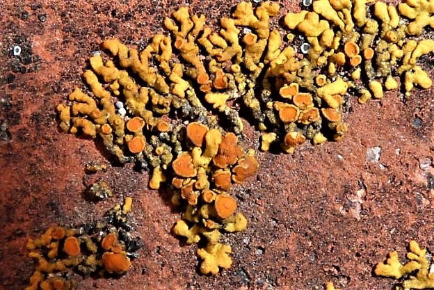 Xanthoria elegans Rusavskia Zierliche Gelbflechte Teloschistaceae Teloschistales Apothezien Dach Flechtenkurs PIlzschule Schwaebischer Wald Krieglsteiner nafoku Spraitbach Naturgarten ohne Gift