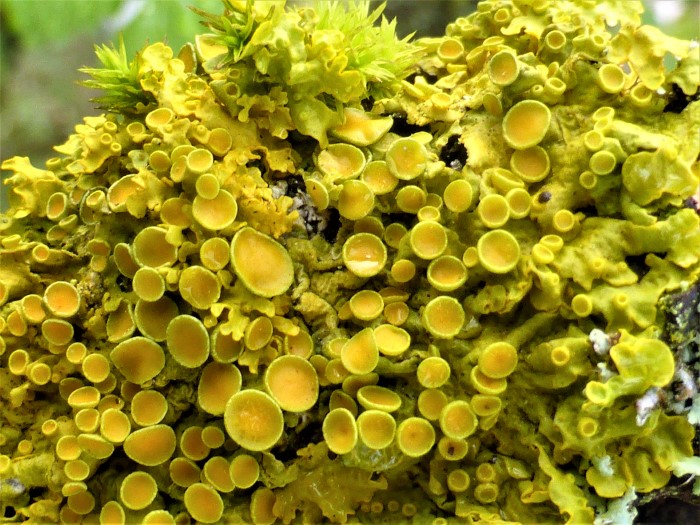 Xanthoria parietina Gewoehnliche Gelbflechte Xanthoriaceae Teloschistales Apothezien Stickstoff gefoerdert Naehrstoffeintraege Laubbaeume Straeucher Borken basenreich Flechtenkurs Krieglsteiner Pilzschule