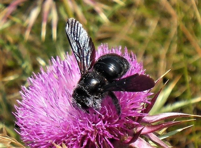 Xylocopa violacea Blauschwarze Grosse Holzbiene Apidae Hymenoptera Hautfluegler Distel Artenvielfalt Klimawandel waemeliebend Naturgarten Krieglsteiner nafoku