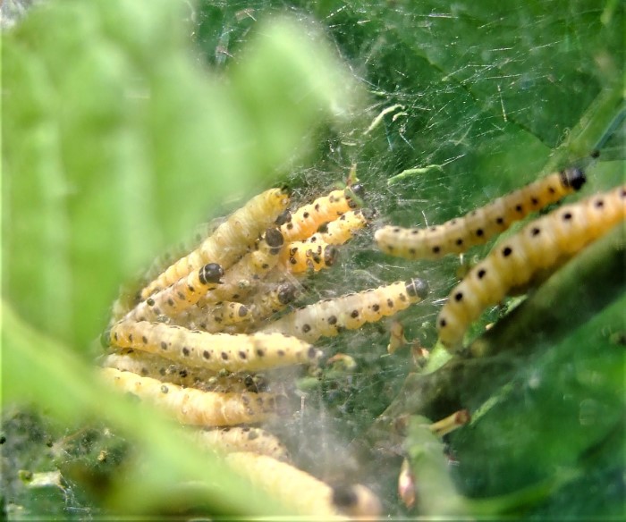 Yponomeuta cagnagella Yponomeutidae Gespinst und Knospenmotten Pfaffenhtchen Gespinstmotte Raupen Euonymus europaea Artenvielfalt Vogelnahrung wertvoll nicht bekmpfen