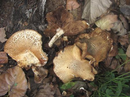 Agrocybe-cylindracea-Südlicher-Ackerling