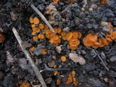 Anthracobia-macrocystis-Brandstellen-Borstling-Algarve