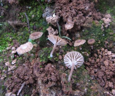 Arrhenia-Omphalina-velutipes-Algarve