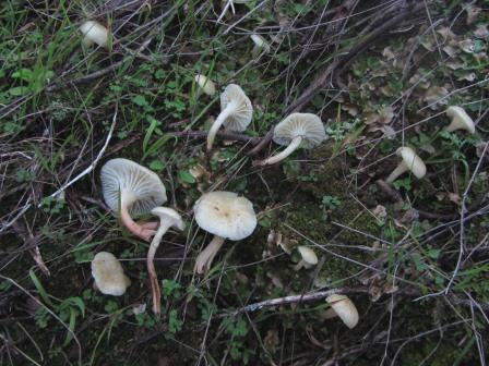 Camarophyllus-russocoriaceus-Juchtenellerling-Alentejo-Portugal