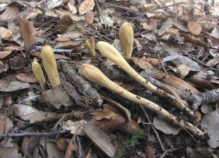 Clavariadelphus-flavoimmaturus-Mittelmeer-Herkuleskeule-Algarve