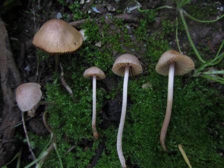 Conocybe-siliginea-Sammethäubchen-Algarve