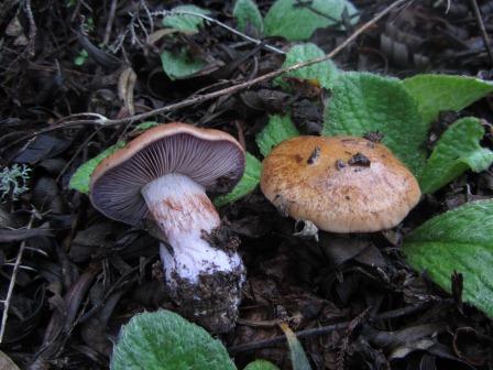 Cortinarius-Purpurascentes-Schleimkopf-Alentejo-Portugal