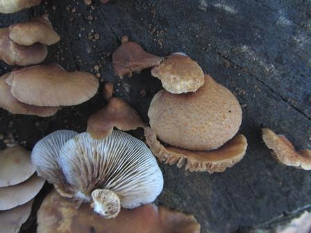 Crepidotus-mollis-calolepis-Stummelfüßchen-Portugal-Algarve