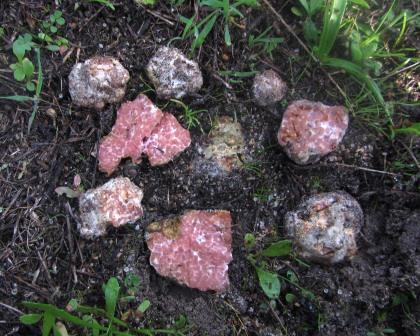 Delastria-rosea-Rosa-Trüffel-Algarve-Mettwurst-Böllar-Jahre-Schnitt-Schlauchpilz-Foto-Pilzschule-Bekannter-Täubling